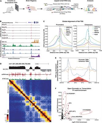 Glucocorticoid Receptor-Regulated Enhancers Play a Central Role in the Gene Regulatory Networks Underlying Drug Addiction